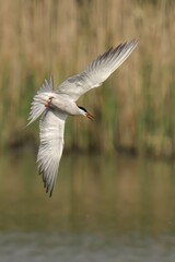 Small Common Tern soars above water with reeds and grass below
