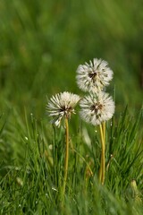 Dandelion with morning dew