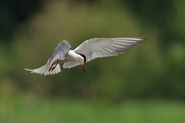 Common tern flying close to the ground over a lush green field in daylight