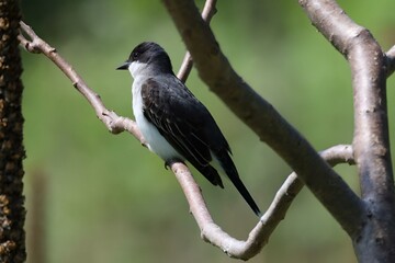 Fototapeta premium An Eastern Kingbird perched on a branch along the shores of Lake Ontario.