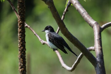 An Eastern Kingbird perched on a branch along the shores of Lake Ontario.