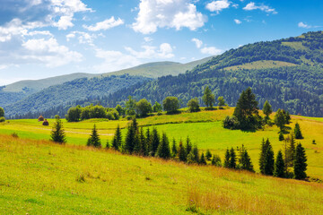 Obraz premium rural landscape in carpathian mountains of ukraine. alpine countryside scenery with grassy meadows and forested rolling hills in summer. scenic view of the pasture near borzhava ridge on a sunny day