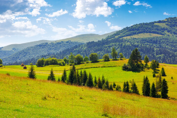 rural landscape in carpathian mountains of ukraine. alpine countryside scenery with grassy meadows...