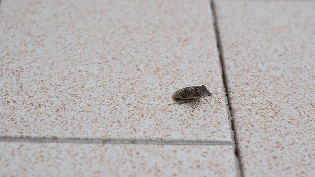 A smelly Bug on a light surface