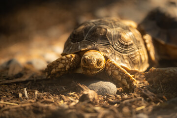 Mesmerizing portrait of a tortoise, its shell aglow with the warm, golden light of the setting sun