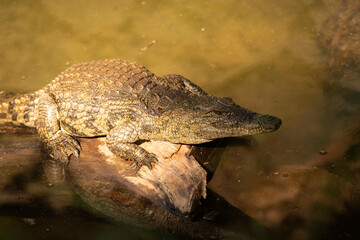Striking portrait of an alligator lounging on a rock, exuding both power and tranquillity