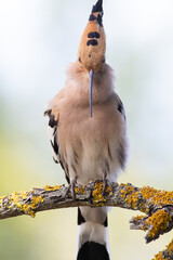 Eurasian hoopoe, Upupa epops. A bird sits on a beautiful branch and calls