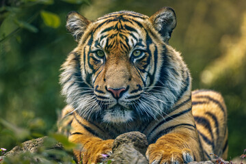 Closeup of a Bengal tiger lying on a moss-covered rock