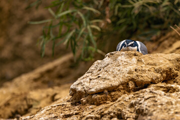 Closeup of an Egyptian plover resting on rock