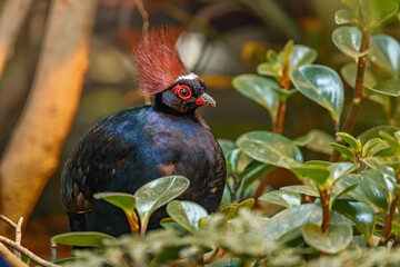 Red-headed bird perched on leafy tree top