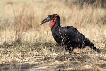 Ground hornbill © Brent