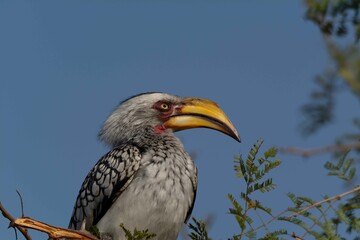 Yellow-billed hornbill