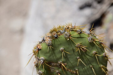 closeup on cactus like plant