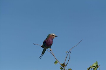 Lilac breasted roller