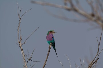 Lilac breasted roller