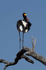 Saddle-billed stork