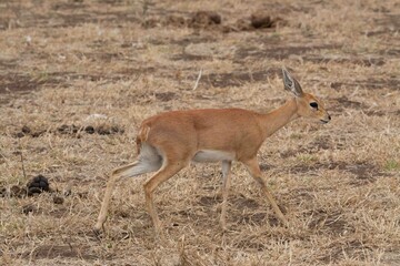 Steenbok
