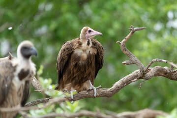 Hooded vulture