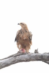 Tawny eagle