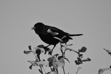 Marais Kingsubry 25 Mai 2024 - N&B