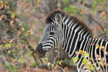 Burchell's zebra