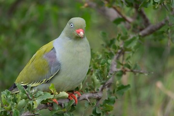 Green pigeon