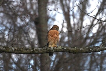 hawk on branch