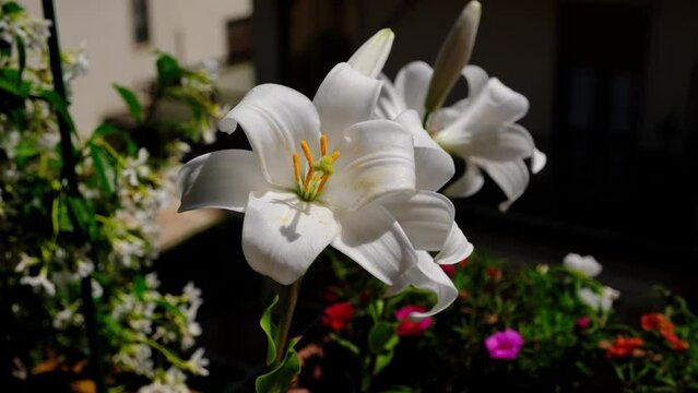 Fiori sul terrazzo, gigli in fiore, il vento muove i fiori