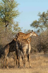 Southern giraffe