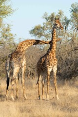 Southern giraffe