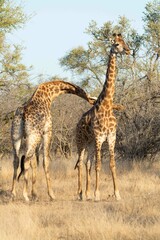 Southern giraffe
