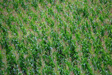 Corn mite's background grows in beautiful rows of green.