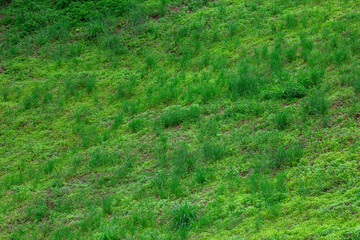 Green natural grass texture background