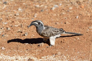 Grey hornbill