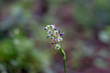 Selective focus, small blue wildflowers drenched in dew in the rainy season forest. Many plants have grown. Feel the freshness and coolness of the rainforest.