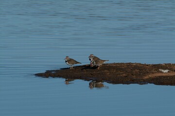 Three banded plover