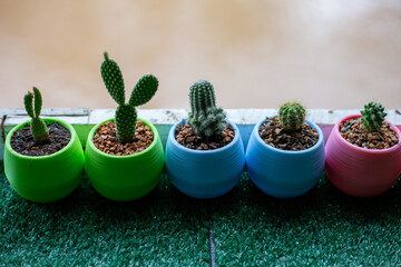 Selective focus miniature cactus plants arranged in plastic pots in many colors. Placed on a table...