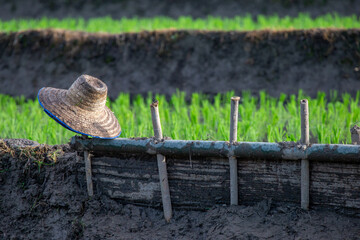 Selective focus farmer's straw hat Located on the edge of a rice field during the rice growing season.