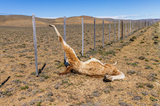 Dead Guanaco (Lama guanicoe); killed because its leg became entangled in barbed wire