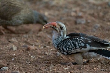 Red-billed hornbill