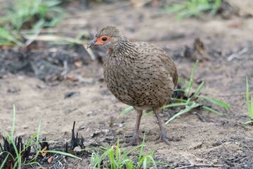 Swainson's spurfowl