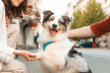 Pet gives paw to woman. Aussie dog training and city walking