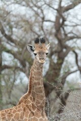 Southern giraffe
