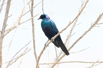 Burchell's starling