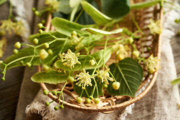 Fresh linden or Tilia cordata flowers in a wicker basket on a table - ingredient for herbal tea