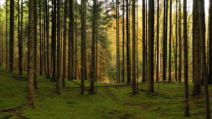Beautiful sunny forest landscape with mossy ground.