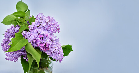 Bouquet of lilacs.  Flowers stand in a glass jar on a blue background. Close-up.