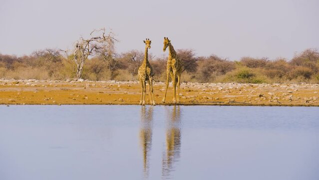 Two Giraffe's (giraffa camelopardalis) at a waterhole; the male giraffe checks whether the smaller female is fertile