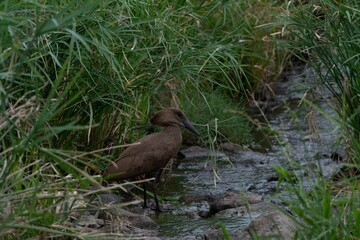 Hamerkop