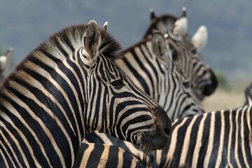 Fototapeta premium Burchell's zebra